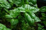 Basil - Ocimum basilicum
