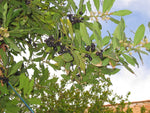 Bay Leaf - Pimenta racemosa