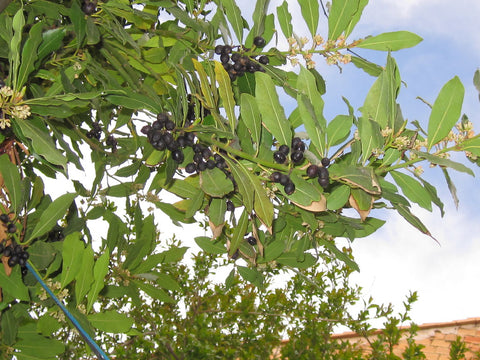 Bay Leaf - Pimenta racemosa