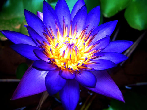Blue Lotus Flower Absolute Ultra Fine Vegetable Starch Powder