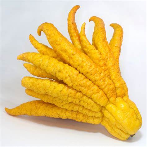 Buddha's Hand (Fingered Citron fruit) - Citrus medica var. sarcodactylis