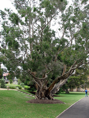 Cajeput - Melaleuca cajuputi