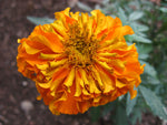 Calendula Absolute - Calendula officinalis