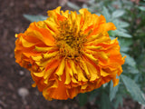 Calendula Marigold Hydrosol - Calendula officinalis Hydrosol