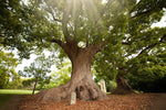 Camphor - Cinnamomum camphora