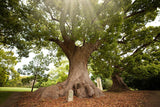 Camphor Hydrosol - Cinnamomum camphora Hydrosol