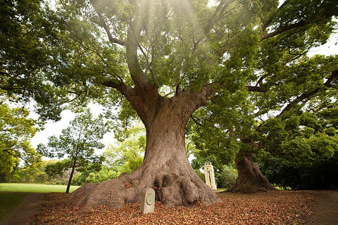 Camphor - Cinnamomum camphora