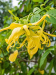 Cananga Flower - Cananga odorata