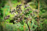 Carrot Seed  - Daucus carota sativa