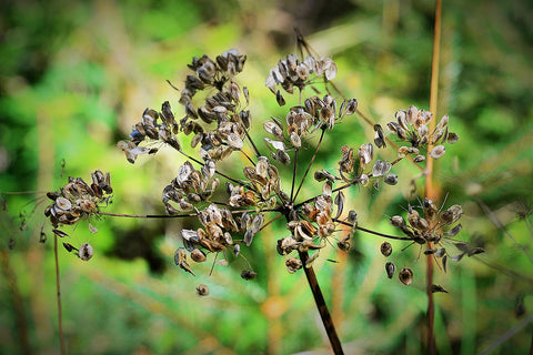 Carrot Seed  - Daucus carota sativa
