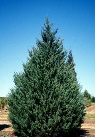 Cedarwood - Juniperus virginiana
