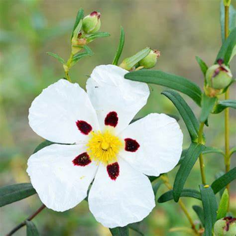 Cistus - ( Rock Rose ) - Labdanum Oil - Cistus ladaniferus