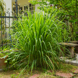 Citronella Hydrosol - Cymbopagon nardus Hydrosol