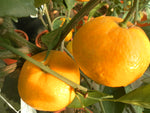 Unshiu miyagawa (Japanese Mandarin Satsuma) -  Citrus unshiu