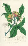 Clove Leaf - Eugenia caryophyllata