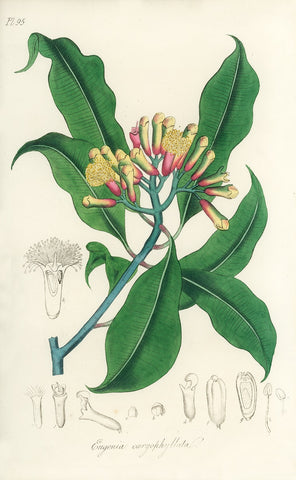 Clove Leaf - Eugenia caryophyllata