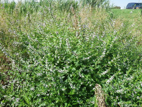 Hakka (Japanese Peppermint) Organic - Mentha arvensis