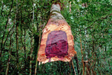 Rosewood - Bois de Rose Hydrosol - Aniba roseodora