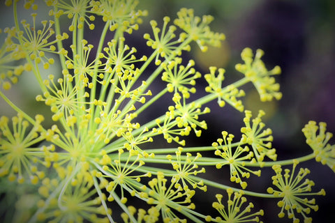 Dill Seed - Anethum graveolens