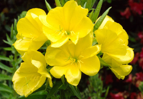 Evening Primrose Carrier Oil - Oenothera biennis