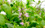 Patchouli Oil - Pogostemum patchouli