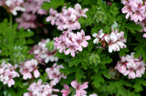 Geranium Hydrosol - Pelargonium graveolens