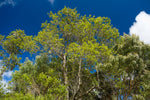 Sandalwood Hawaiian - Santalum paniculatum - Organic