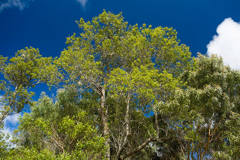 Sandalwood Hawaiian - Santalum paniculatum - Organic