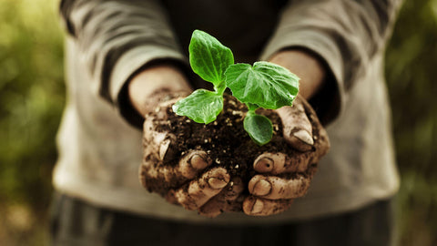 Gardener's Hand Cream (Sandalwood and Benzoin)