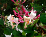 Honeysuckle Absolute - Lonicera caprifolium