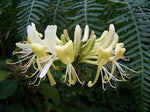 Dew-fresh Honeysuckle Fragrance Oil