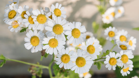 Chamomile Roman Ultra Fine Vegetable Starch Powder