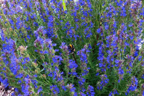 Hyssop - Hyssopus officinalis