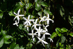 Jasmine Absolute - Jasminum grandiflorum