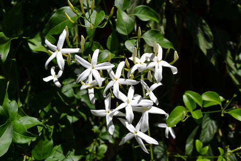 Jasmine Absolute - Jasminum grandiflorum