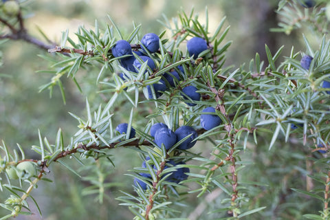 Juniper Berry - Juniperus communis