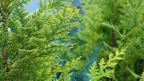 Cypress - Cupressus