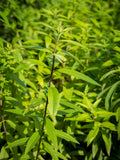 Lemon Verbena Hydrosol - Aloysia triphylia