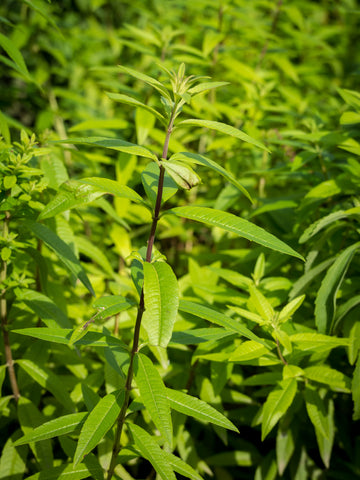 Lemon Verbena - Aloysia triphylia