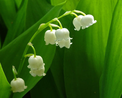 Fresh and floral Lilly of the Valley Fragrance Oil