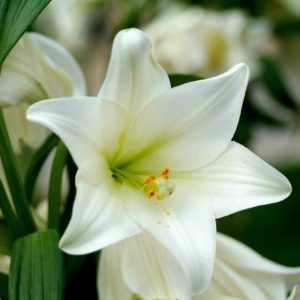 Madonna Lily Absolute Ultra Fine Vegetable Starch Powder