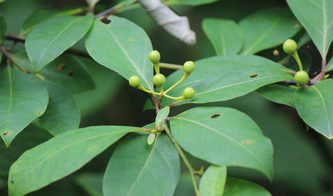 Kuromoji (Japanese Camphor) - Lindera umbellata