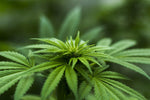 Hemp Seed Unrefined (Virgin) Carrier Oil - Cannabis sativa