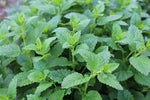 Lemon Balm - Melissa - Melissa officinalis