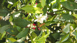 Neroli Blend