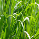 Palmarosa Hydrosol - Cymbopogon martinii Hydrosol
