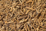 Palo Santo (Holy Wood) - Bursera graveolens - Organic