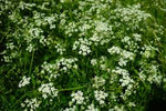 Parsley Seed - Petroselinum crispum