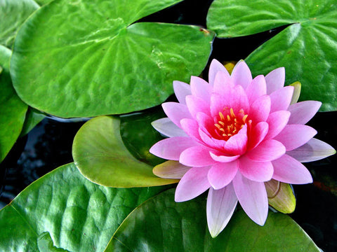 Pink Lotus Flower Absolute Ultra Fine Vegetable Starch Powder