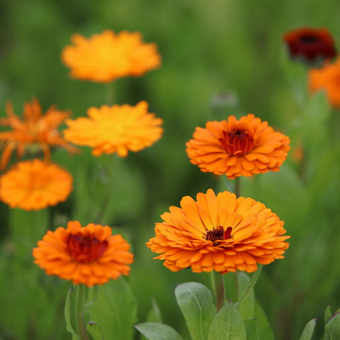 Calendula Cream